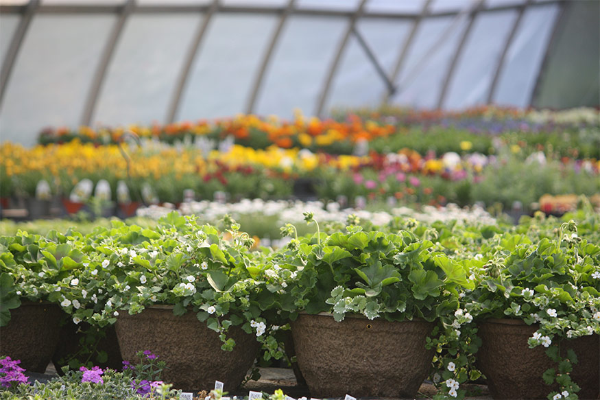 Coveyou Scenic Farm Market coveyou scenic farm market flower house