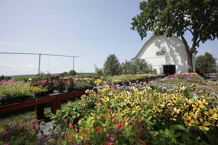 Coveyou Scenic Farm Market coveyou scenic farm market thumbnail