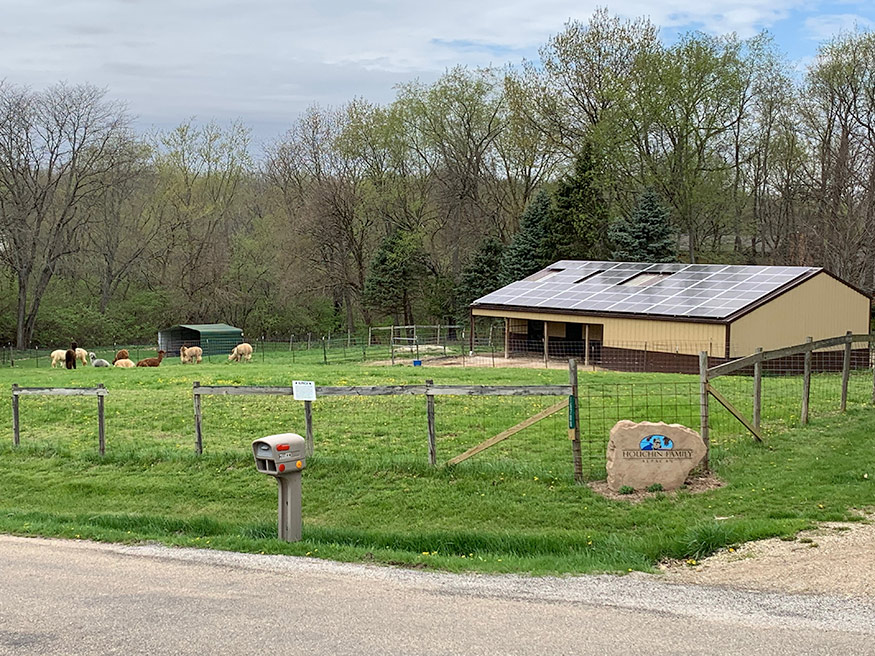 houchin family alpacas 3