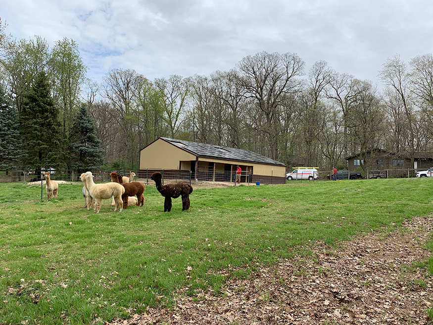 houchin family alpacas 4